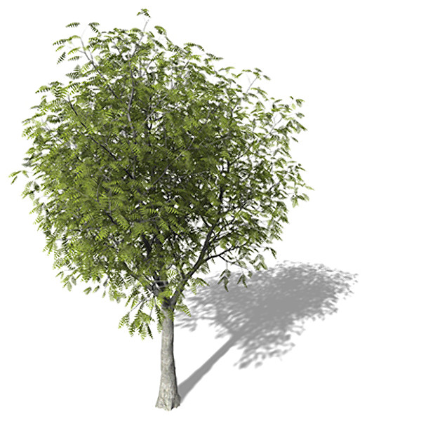 3d model of xfrogplants little walnut tree - XfrogPlants Little Walnut by xfrog