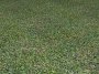 grass001_s_b_1024_2048.jpg