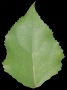 Burch Leaf Texture
