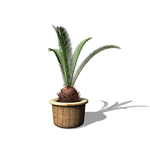 xfrogplants sago palm plant max - XfrogPlants Sago Palm by xfrog