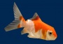 3ds max low-poly comet goldfish