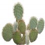 Desert_plants_21.tga
