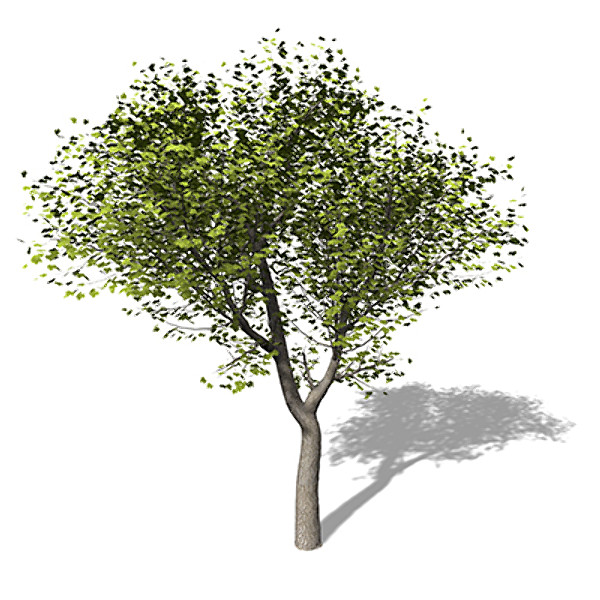 3dsmax xfrogplants field maple tree - XfrogPlants Field Maple by xfrog