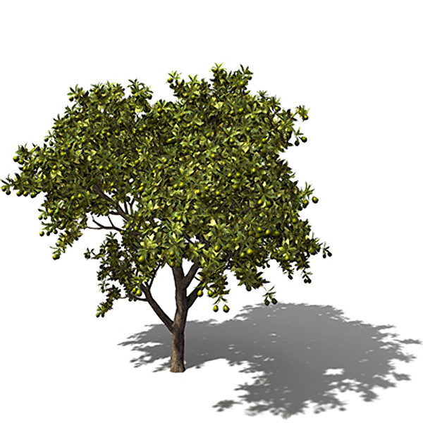 xfrogplants mango tree 3ds - XfrogPlants Mango Tree FR by xfrog
