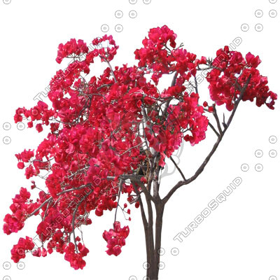 Bush_S_02.tga