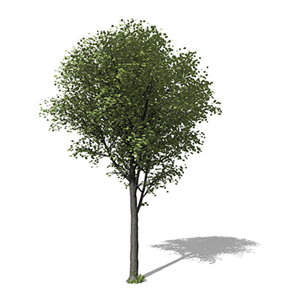 xfrogplants broad-leaved linden tree 3d model - XfrogPlants Broad-leaved Linden by xfrog