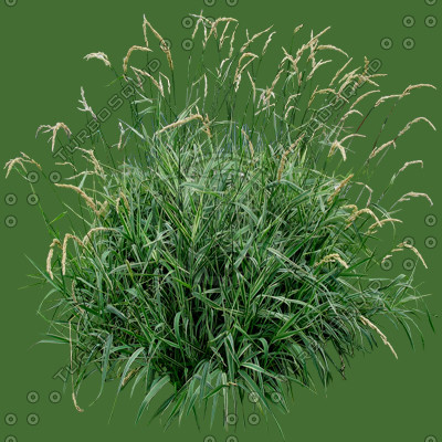 Grass_09.tga