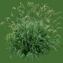 Grass_09.tga