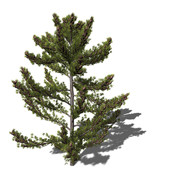 3dsmax xfrogplants japanese white pine - XfrogPlants Japanese White Pine by xfrog