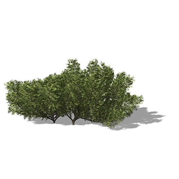 xfrogplants lentisk tree shrub 3d model - XfrogPlants Lentisk by xfrog
