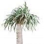 Palm_05.tga