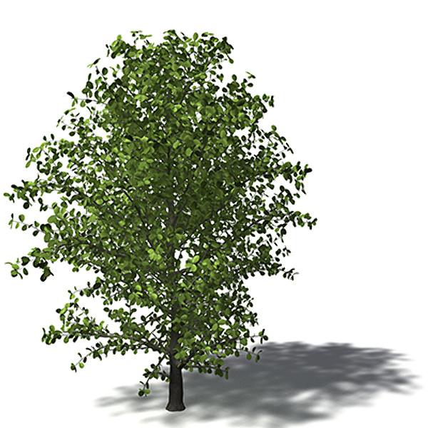 3d model xfrogplants kei apple tree - XfrogPlants Kei Apple by xfrog