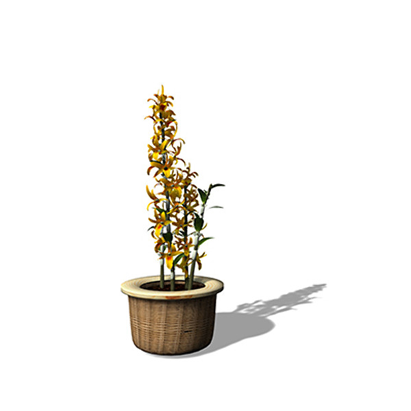 max xfrogplants dendrobium nobile plant - XfrogPlants Dendrobium nobile by xfrog