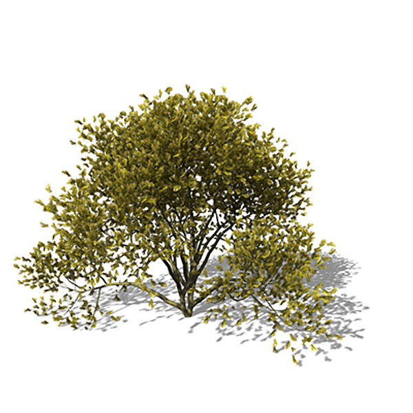 maya xfrogplants paloverde tree - XfrogPlants Paloverde by xfrog