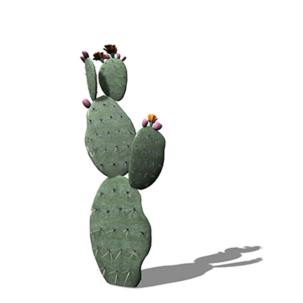 3ds xfrogplants prickly pear plant - XfrogPlants Prickly Pear by xfrog