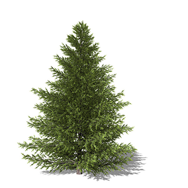 xfrogplants caucasian fir tree 3d max - XfrogPlants Caucasian Fir by xfrog