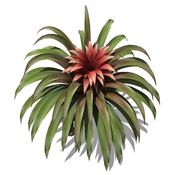 xfrogplants guzmania plant max - XfrogPlants Guzmania by xfrog