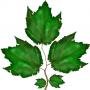 mapleleaves.tga