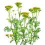 Grass_11.tga