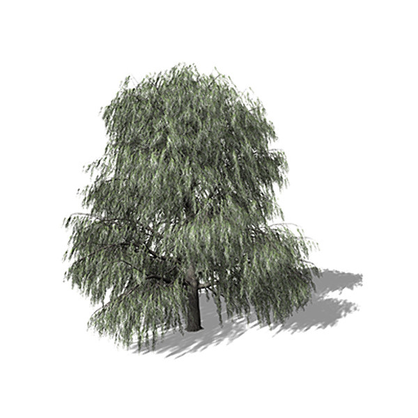 max xfrogplants weeping willow tree - XfrogPlants Weeping Willow by xfrog
