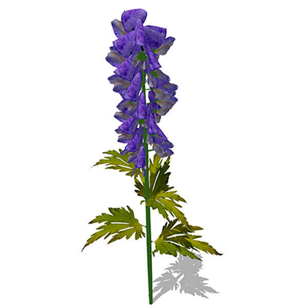 3ds xfrogplants delphinium plant flowers - XfrogPlants Delphinium by xfrog