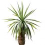 Palm_N_01.tga