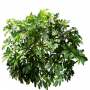 Bush_Tr_23.tga