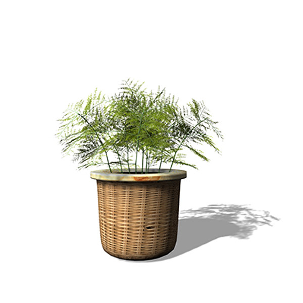 maya xfrogplants asparagus fern plant - XfrogPlants Asparagus Fern by xfrog