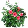 Bush_Tr_04.tga