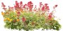 FlowerL_32.tga