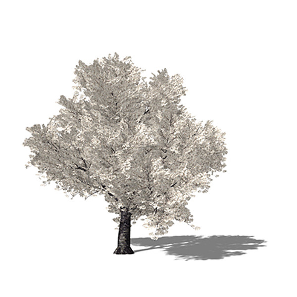 lwo xfrogplants blossoming yoshino cherry - XfrogPlants Blossoming Yoshino Cherry by xfrog