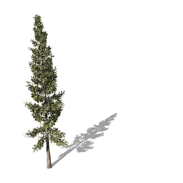 maya xfrogplants california red fir - XfrogPlants California Red Fir by xfrog