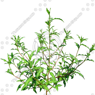 Grass_13.tga