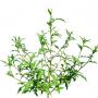 Grass_13.tga