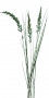 Grass_22.tga