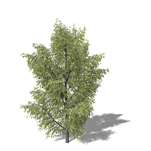 3ds max xfrogplants alpine laburnum tree - XfrogPlants Alpine Laburnum by xfrog