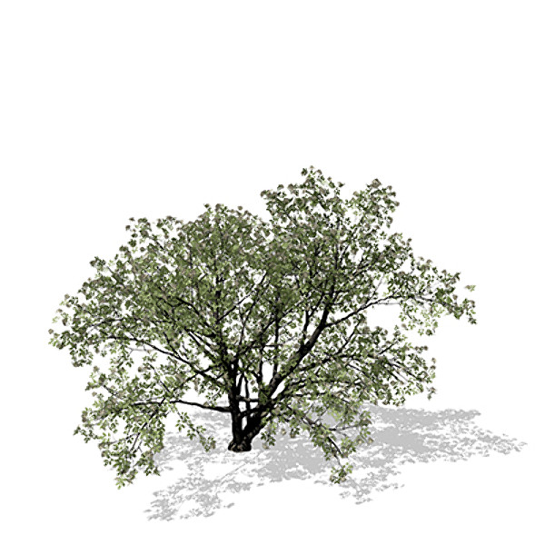 xfrogplants elderberry plant 3d 3ds - XfrogPlants Elderberry by xfrog