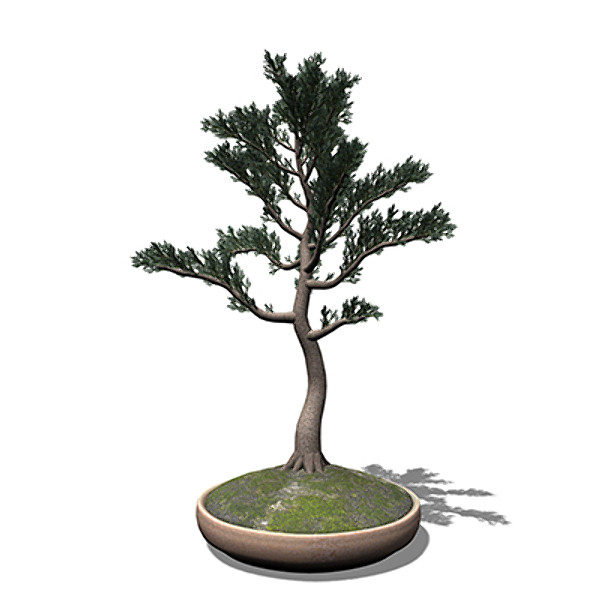 xfrogplants bonsai white spruce 3d 3ds - XfrogPlants Bonsai White Spruce by xfrog