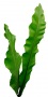Branch_s_22a.tga