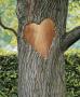 TREE HEART.jpg