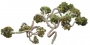 Desert_plants_09.tga
