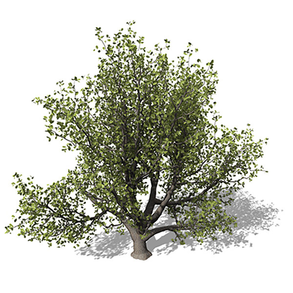 3ds xfrogplants english oak tree - XfrogPlants English Oak by xfrog
