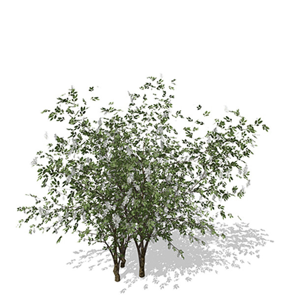 3d xfrogplants european bird-cherry europe - XfrogPlants European Bird-cherry by xfrog