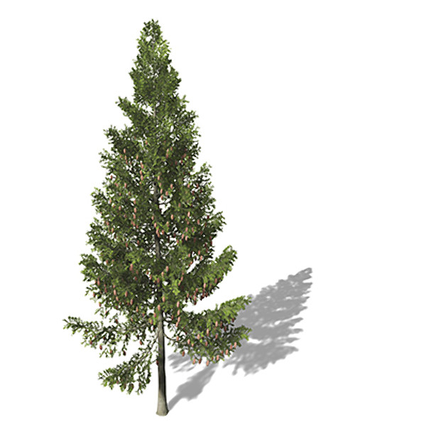 xfrogplants grand fir tree 3d 3ds - XfrogPlants Grand Fir by xfrog