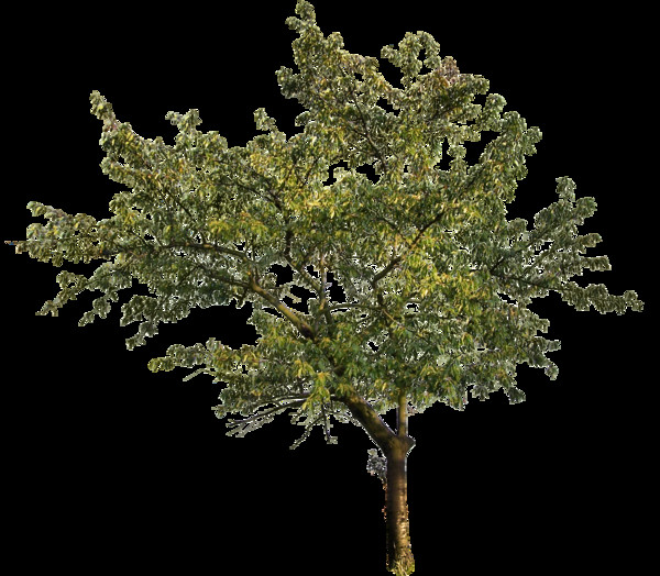 tree39