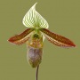 Flower_N_43.tga