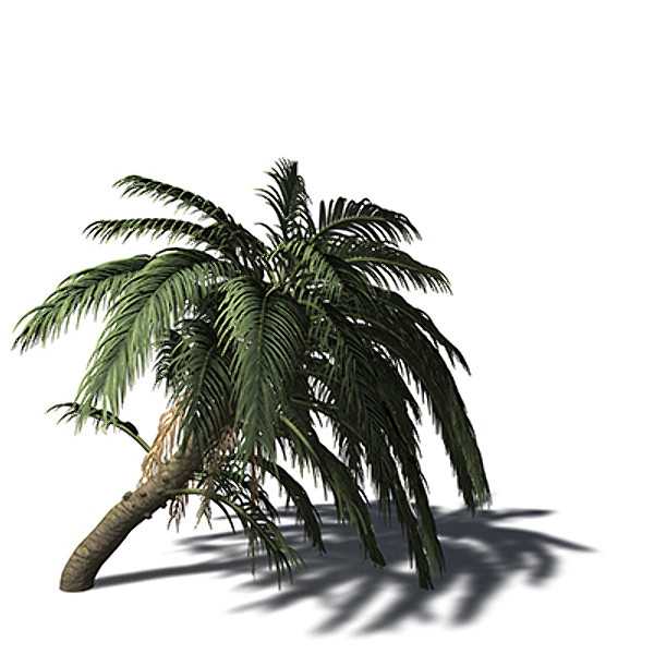 3d xfrogplants senegal date palm model - XfrogPlants Senegal Date Palm by xfrog