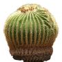 Desert_plants_04.tga