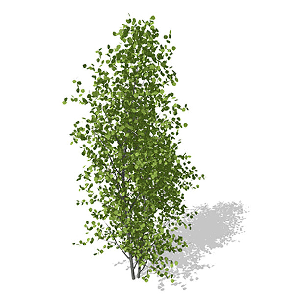 max xfrogplants european aspen europe - XfrogPlants European Aspen by xfrog