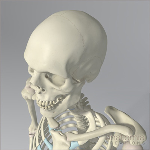 3d human male skeleton - Human Male Skeleton Model with Textures by Anatomia